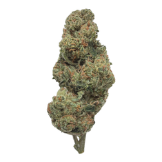 Alien OG Indoor Full-Size Buds THCA flower – isolated current-lot buds