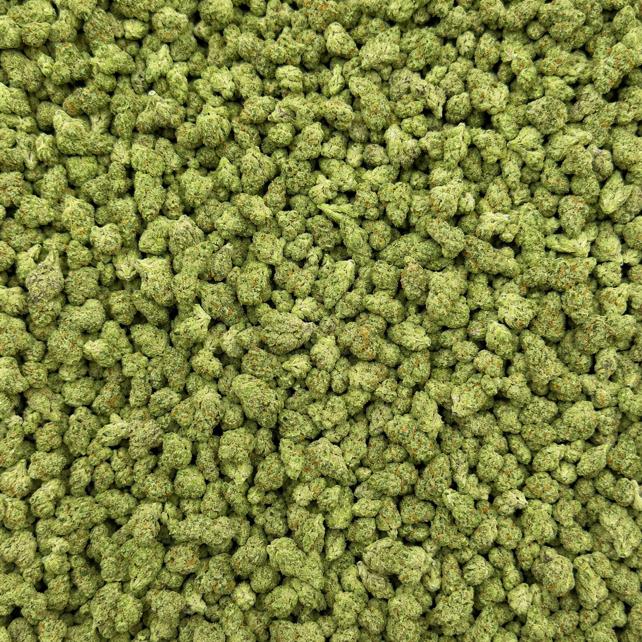 Close-up of Blueberry Pancake Micro THCA small buds