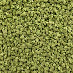 Close-up of Blueberry Pancake Micro THCA small buds
