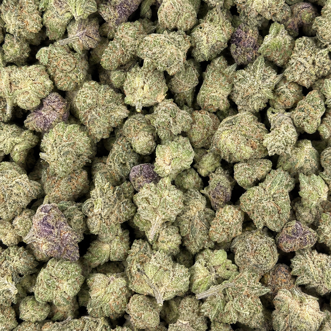 Close-up of Gush Mintz Micro THCA small buds