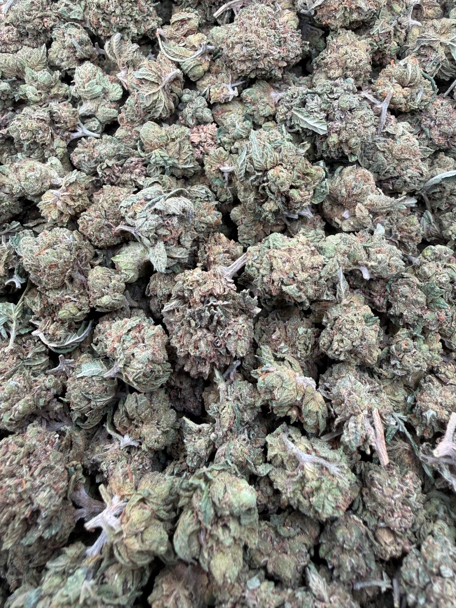 Alien OG Micro THCA small buds batch close-up