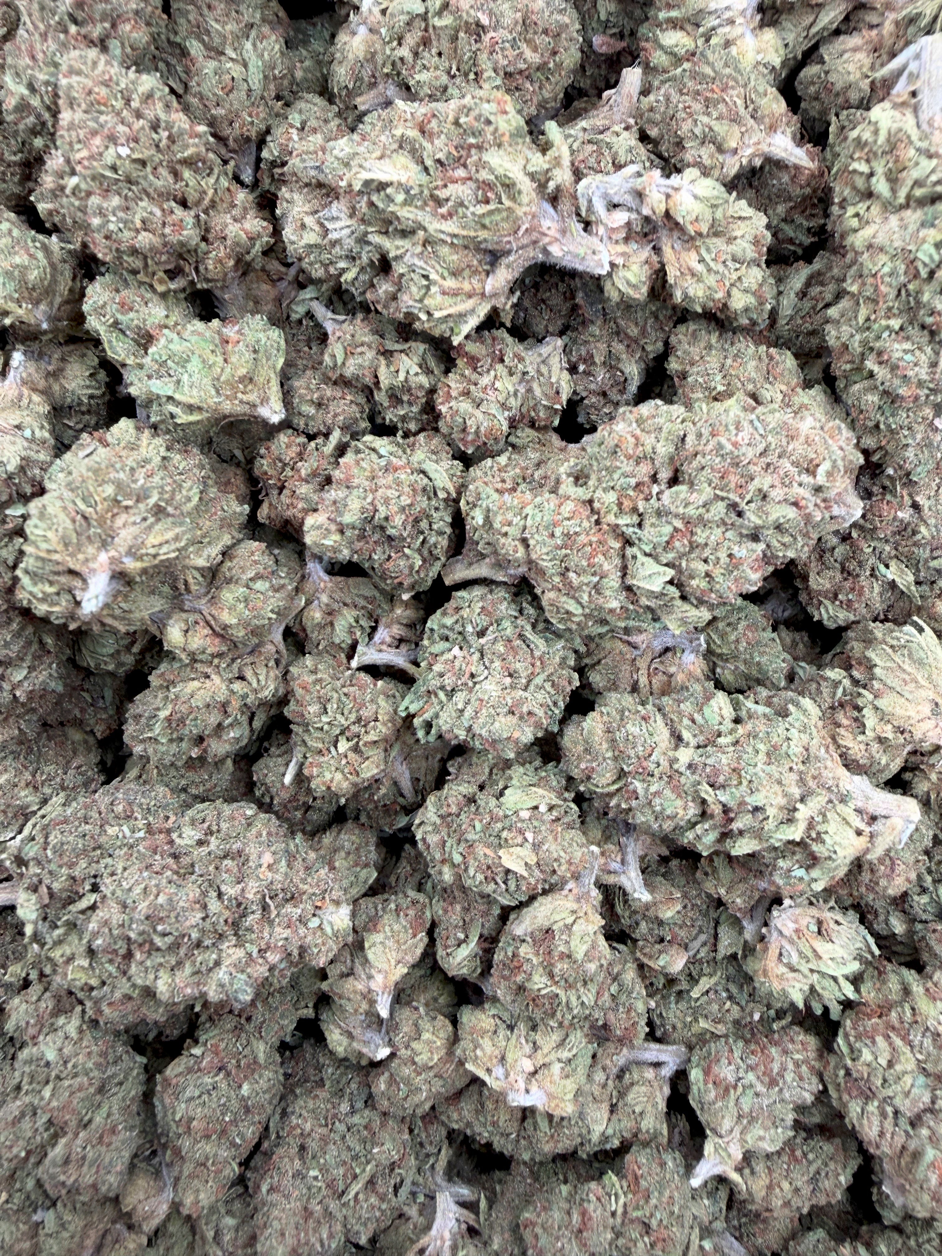 Girl Scout Cookies Light Assist Full-Size Buds THCA flower – full current-batch photo