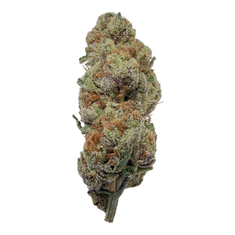 Glitter Bomb Exotic Full-Size Buds THCA flower – isolated current-lot buds