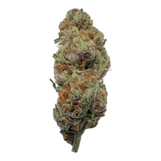 Glitter Bomb Exotic Full-Size Buds THCA flower – isolated current-lot buds