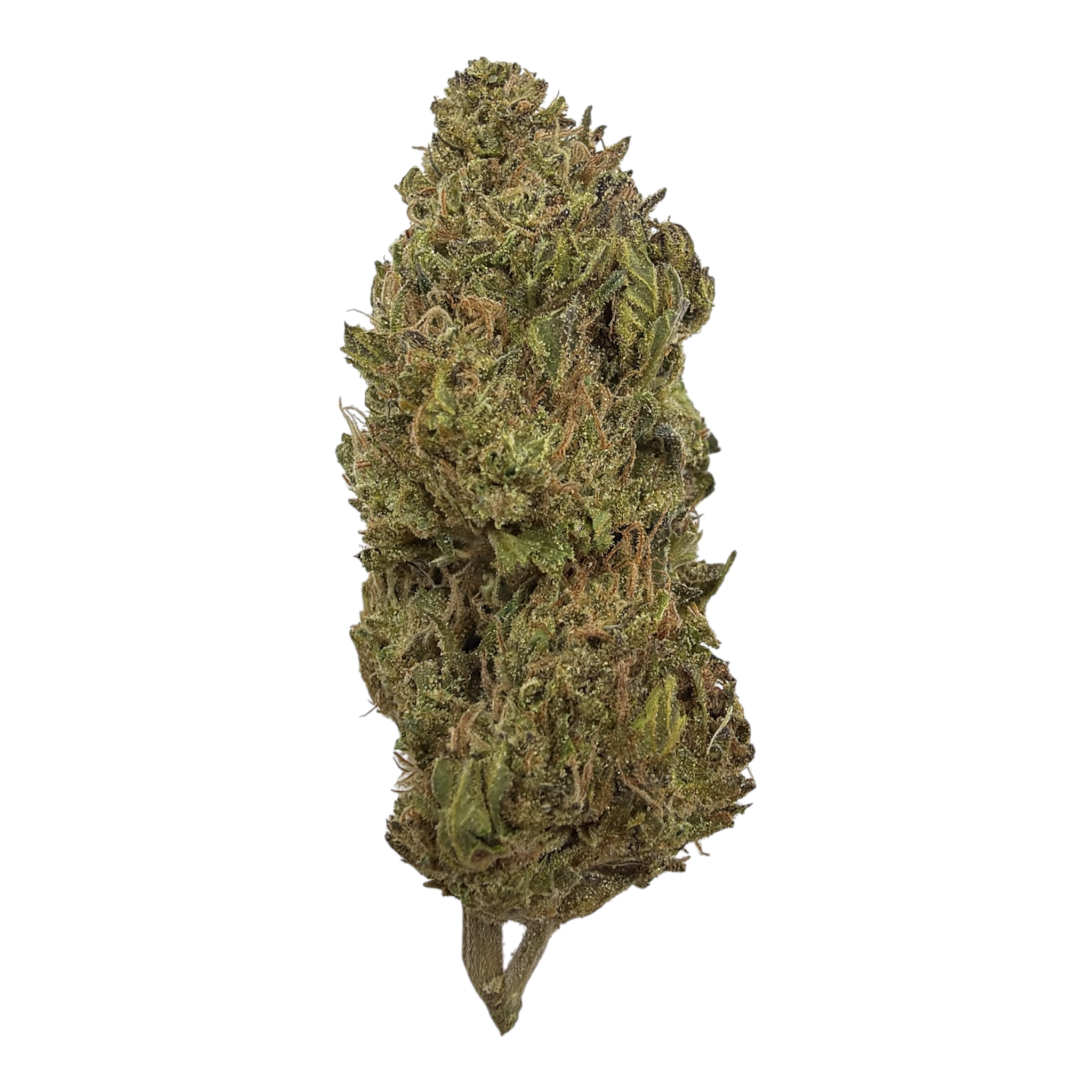 Purple Cream Pie (Light Assist) - THCA Flower