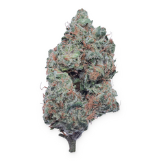 Purple Nebula Light Assist THCA flower isolated buds on white background