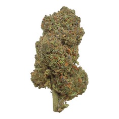 Sherbacio (Greenhouse) - THCA Flower