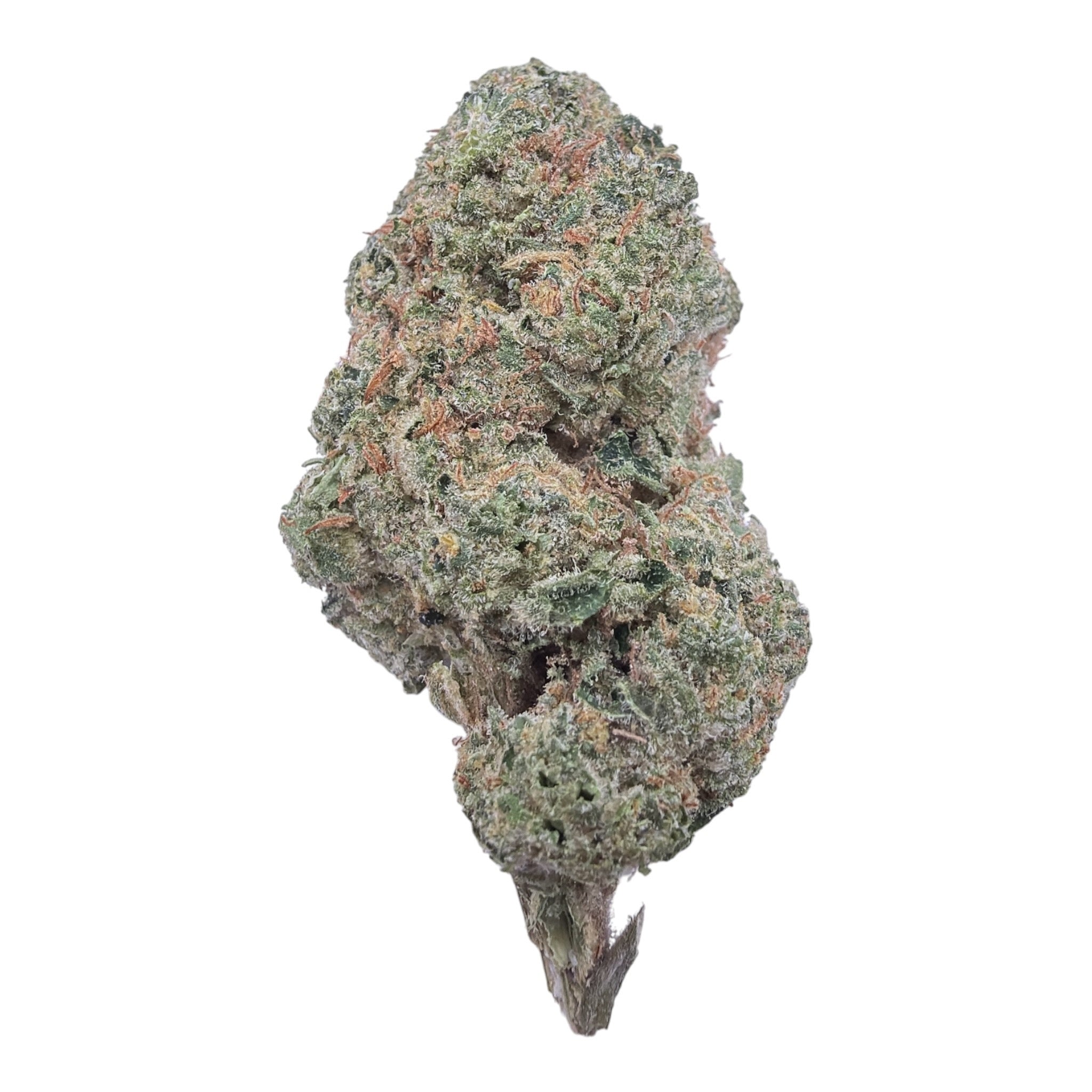 Sugar Cookies Indoor Full-Size Buds THCA flower – isolated current-lot bud
