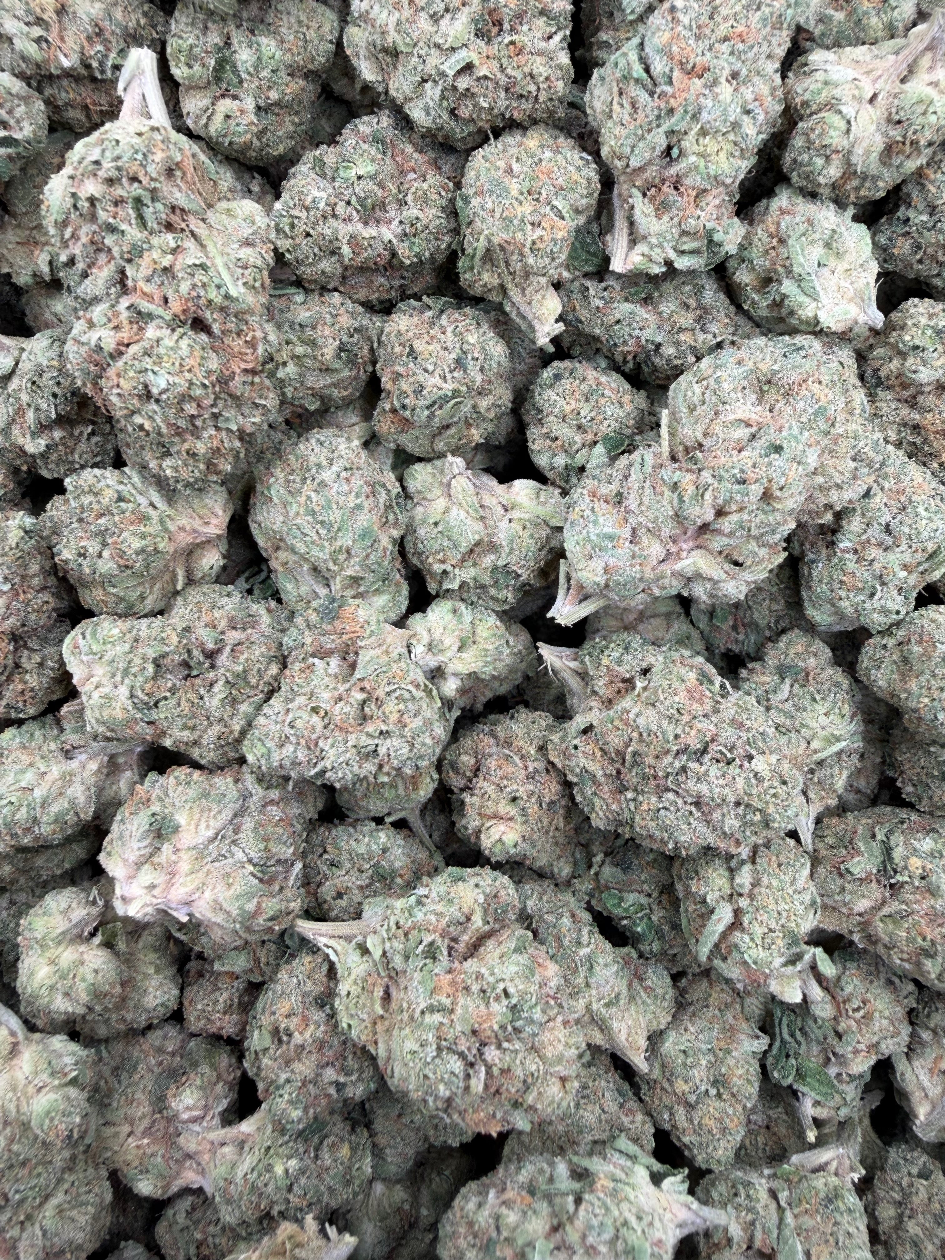 Sugar Cookies Indoor Full-Size Buds THCA flower – full current-batch photo