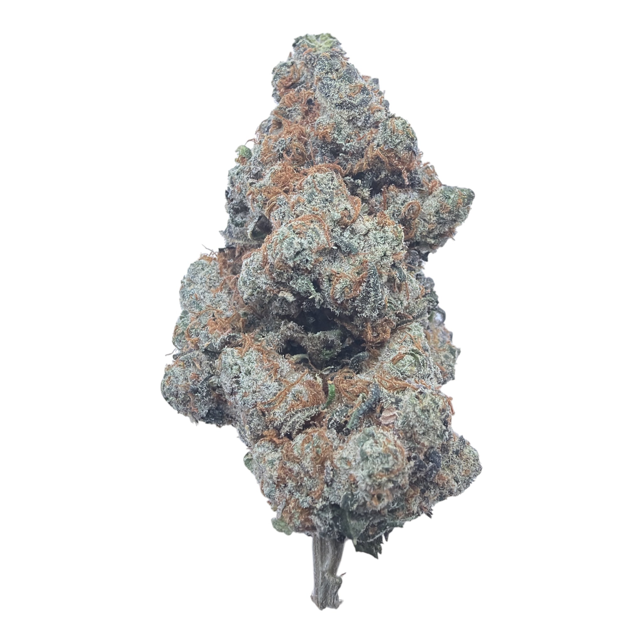 Watermelon Gelato Exotic Full-Size Buds THCA flower – isolated current-lot bud