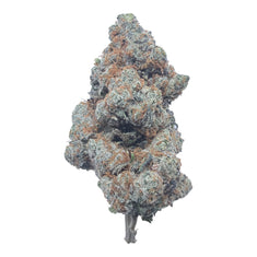 Watermelon Gelato Exotic Full-Size Buds THCA flower – isolated current-lot bud