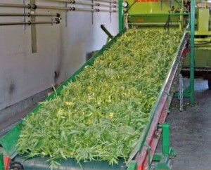 Hemp CBD Biomass