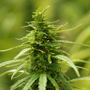 what is cbd hemp flower