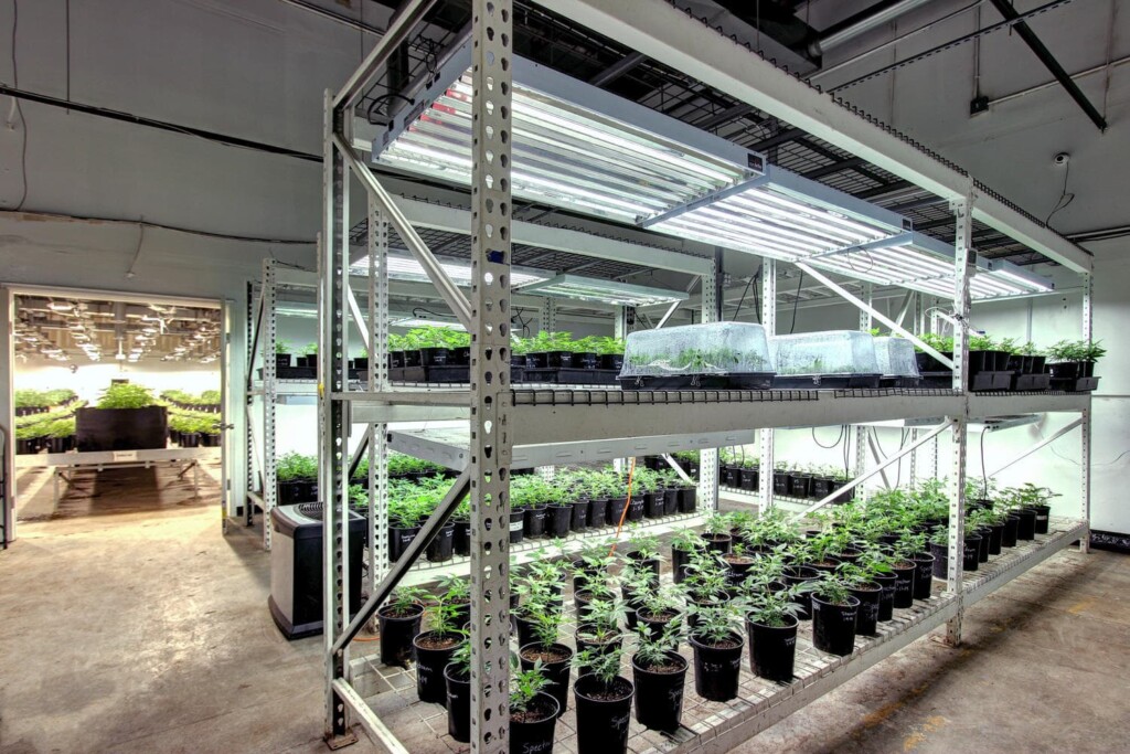 A Comprehensive Hemp Clones Buyers Guide Industrial Hemp Farms