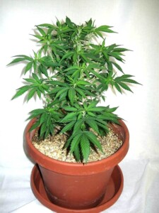 mini mother high cbd hemp clones