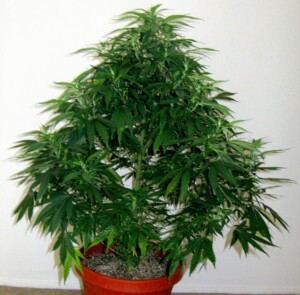 mother high cbd hemp clones for sale