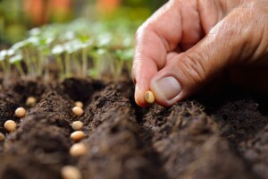 CBD hemp seed planting