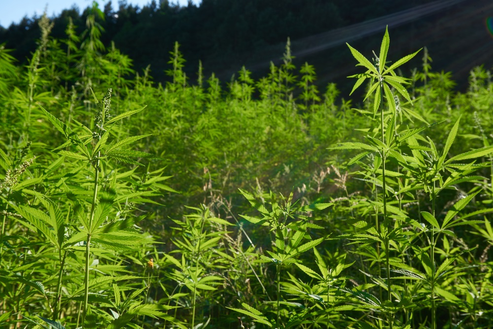 field in colorado with special sauce hemp plants