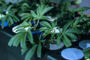 sourcing hemp clones for sale in colorado