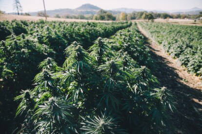 suver haze hemp plants