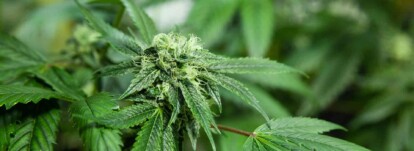 Carolina Best Distribution Hemp Extract