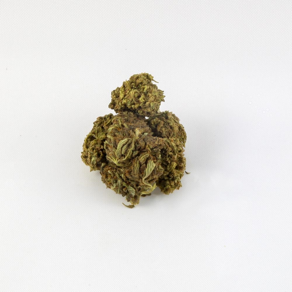 closeup of Harlequin CBD hemp bud