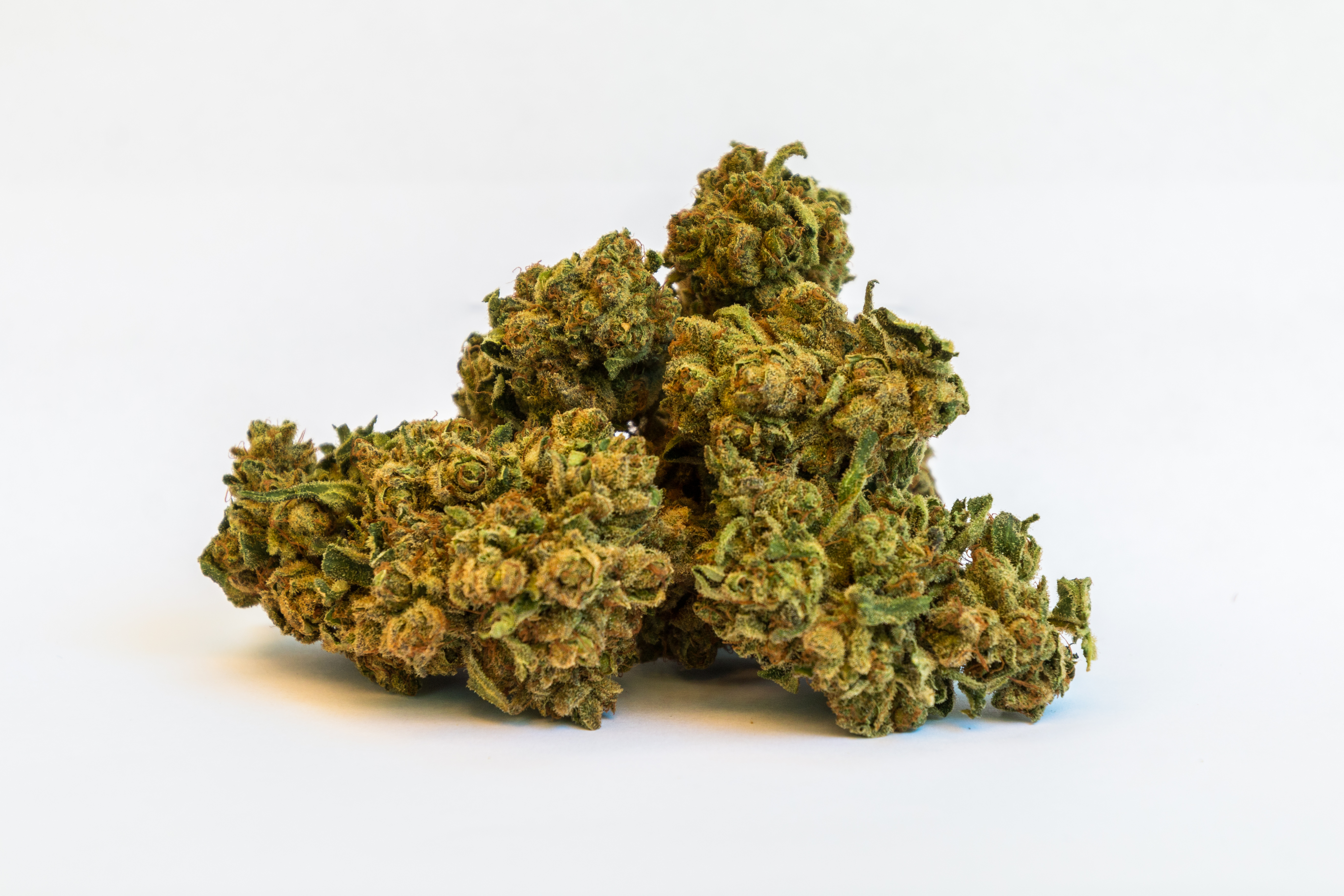 closeup of Honolulu Haze CBD hemp bud