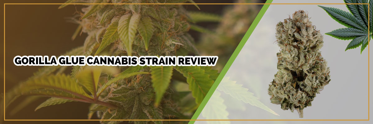 Gorilla Glue Cannabis Strain Review - Industrial Hemp Farms