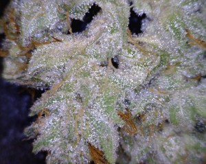gorilla glue marijuana flower close up