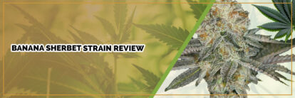 image of page banner banana sherbet strain review