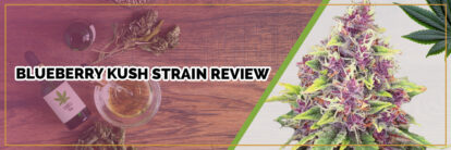 image of page banner blueberry kush strain review