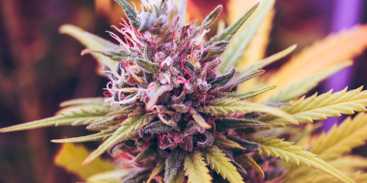 Blueberry Kush cannabis Strain