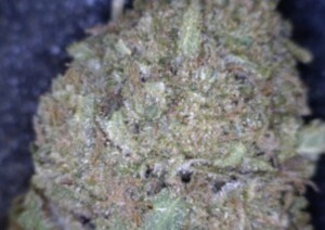 Blueberry Kush cannabis flower close up