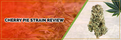image of page banner cherry pie strain review