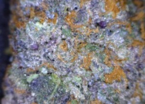 Gelato cannabis flower close up