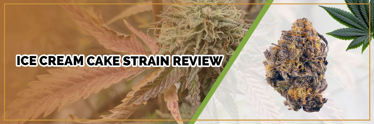 image of page banner ice cream strain review