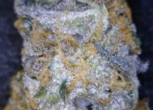 Ice Cream Cake cannabis flower close up