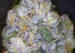Orange Sherbet cannabis flower close up