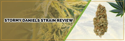 image of page banner stormy daniels strain review