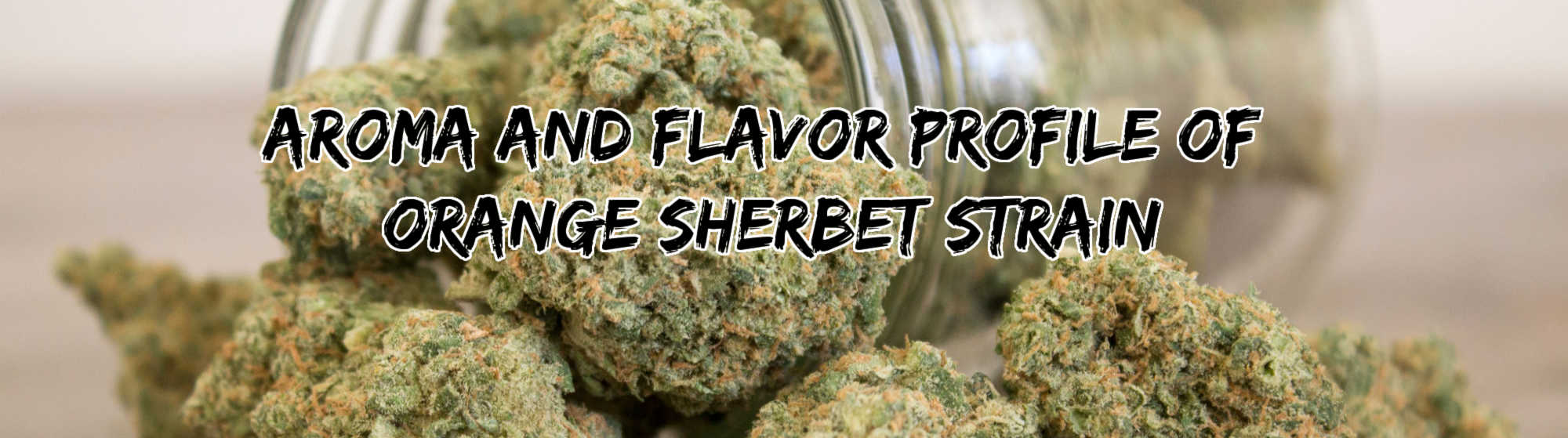 image of aroma and flavor profile of orange sherbet strain
