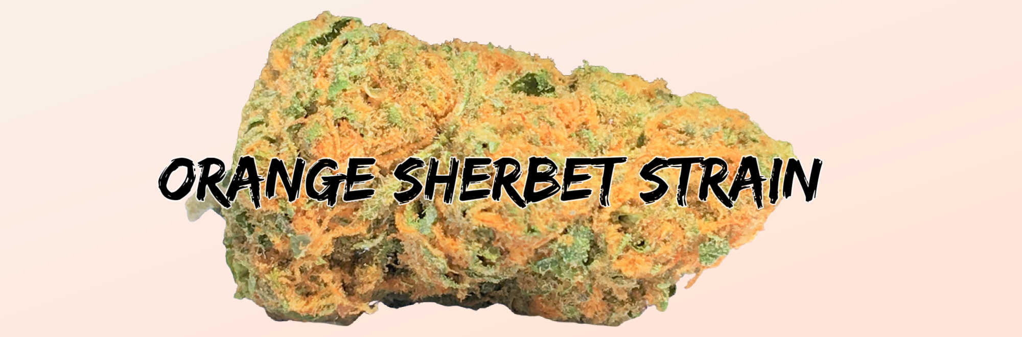 image of orange sherbet strain