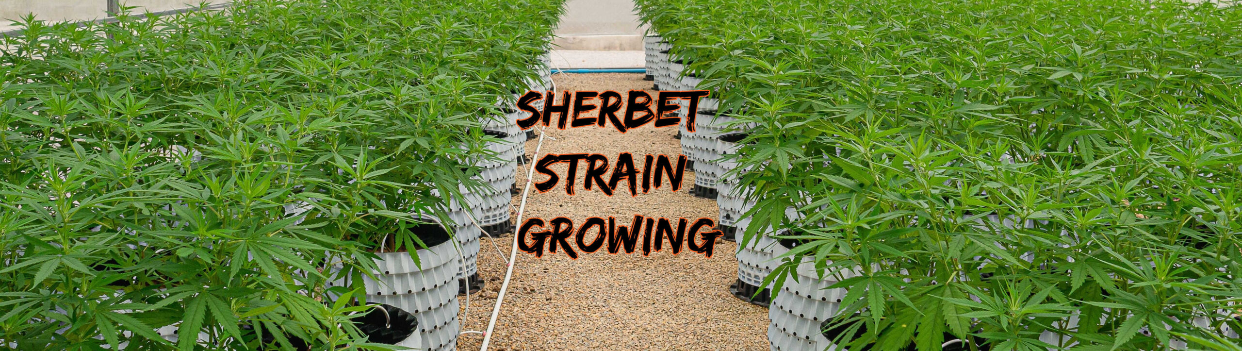image of sherbet strain growing