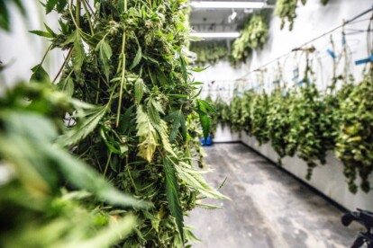 hemp plants being dried