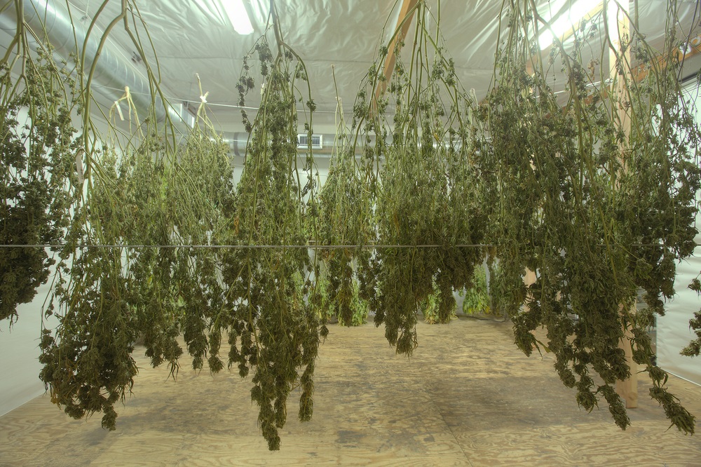 large hemp plants being dried and cured indoors