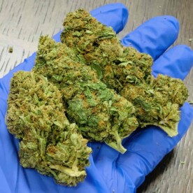 top shelf hemp flower buds