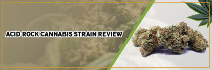 image of acid rock strain page banner