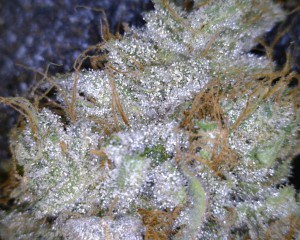 Acid Rock Cannabis flower close up