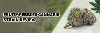 image of fruity pebbles cannabis strain page banner