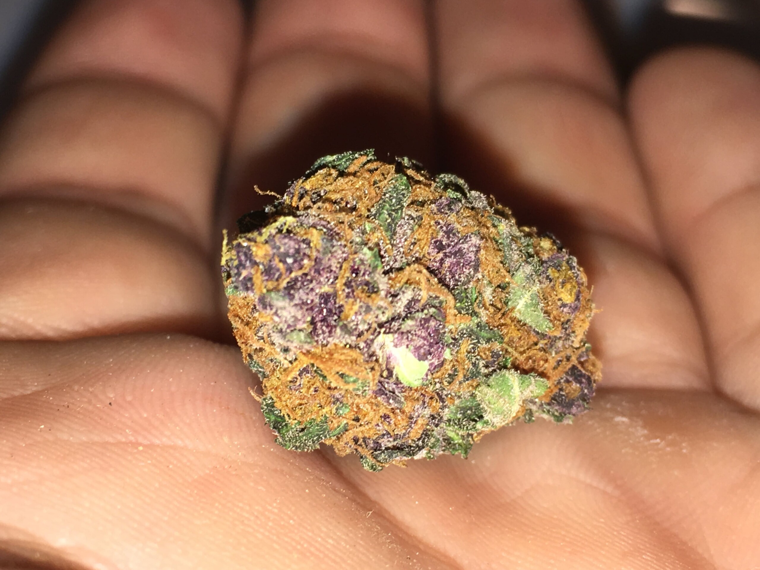 Fruity Pebbles cannabis bud