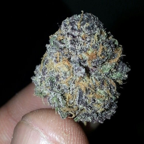 Grand Daddy Purple Cannabis bud